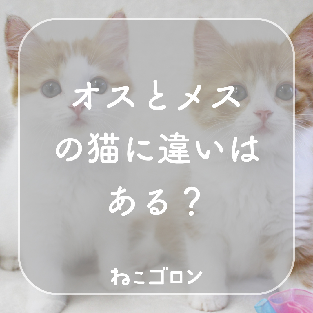 猫はオスとメスどちらが飼いやすい？｜性格・特徴・飼育ポイントを解説｜飼い主タイプ別診断
