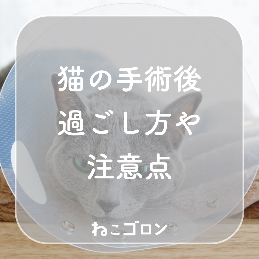 猫の避妊・去勢手術後の過ごし方完全ガイド｜回復の流れ・食事・注意点