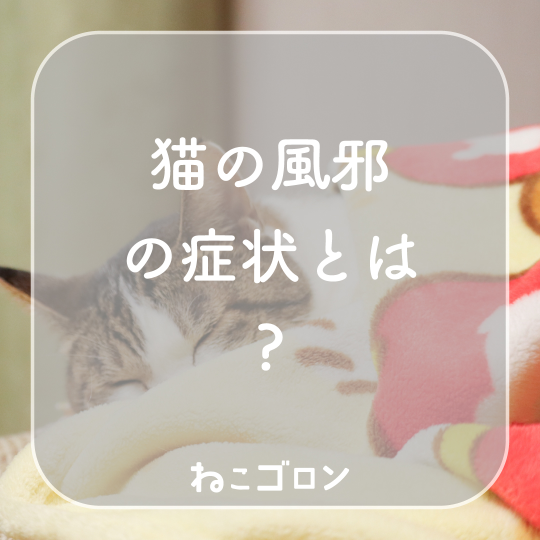 猫の風邪の症状チェック｜くしゃみ・鼻水は大丈夫？受診の目安も解説