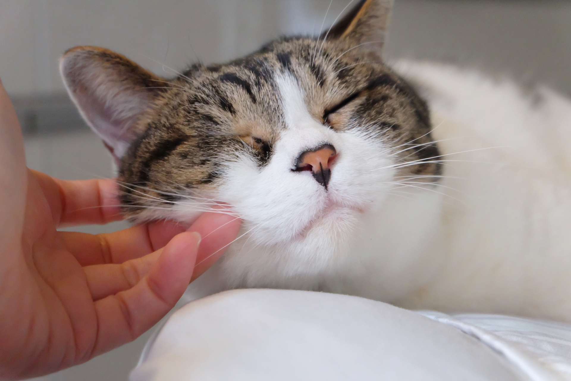 猫が喉をゴロゴロ鳴らしてリラックスしている様子