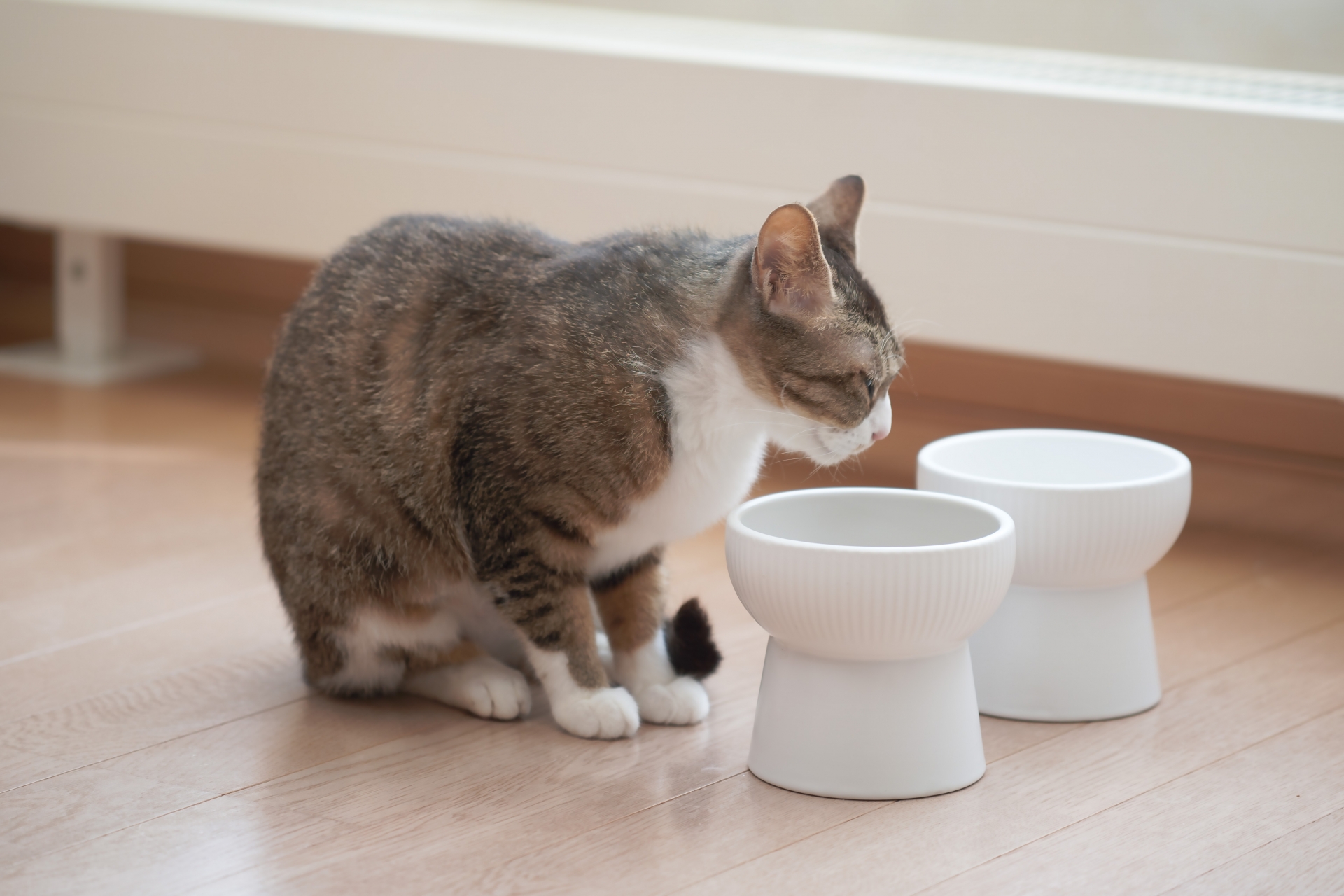 猫 食欲ない・元気ない（受診の目安と見分け方）