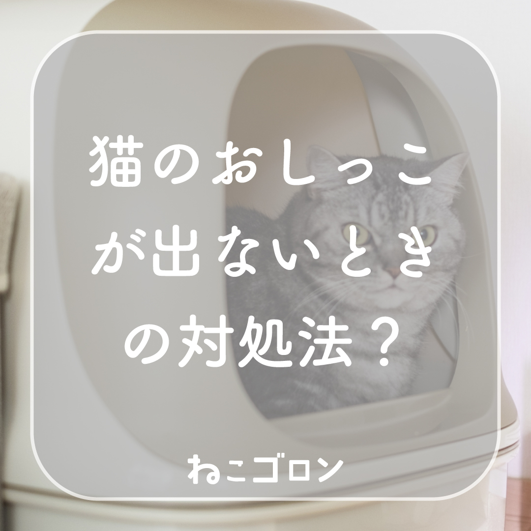 猫のおしっこが出ない・出にくい時は危険？