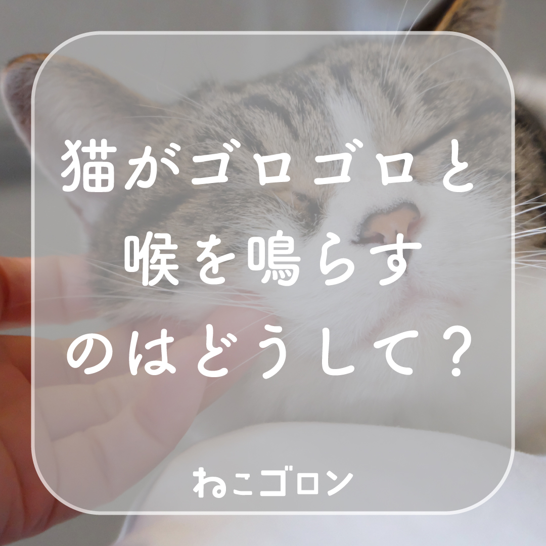 猫のゴロゴロはなぜ？｜喉を鳴らす理由・気持ちと注意サインの見分け方
