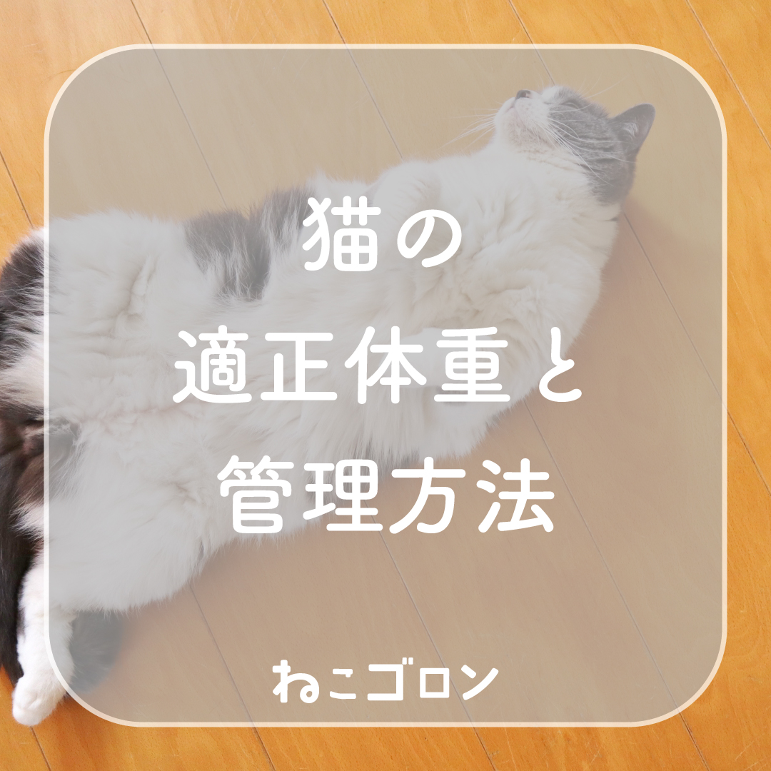 猫の体重管理（ダイエット）｜適正体重の目安とフード量の決め方