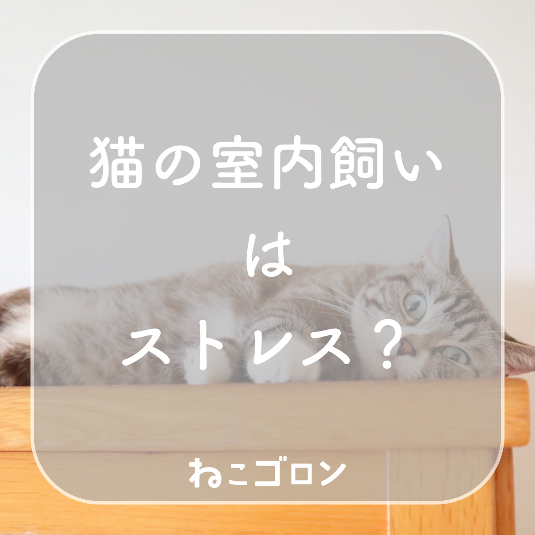 猫の室内飼いはストレスになる？見逃しがちなサインと環境改善のコツを解説